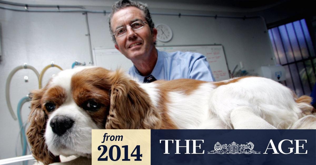 Family heartbroken after pet King Charles cavalier spaniels killed